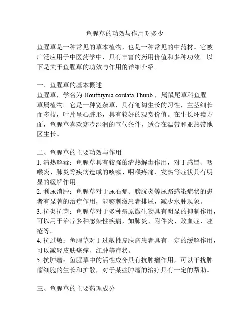 鱼腥草的功效与作用吃多少
