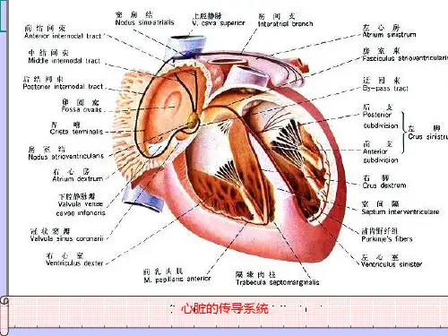 不应期和心电图课件