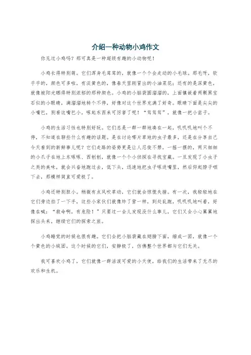 介绍一种动物小鸡作文