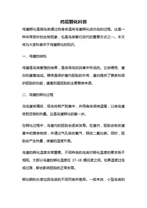 鸡蛋孵化科普
