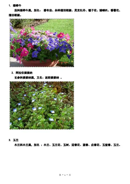 常见园林植物图片介绍共35页