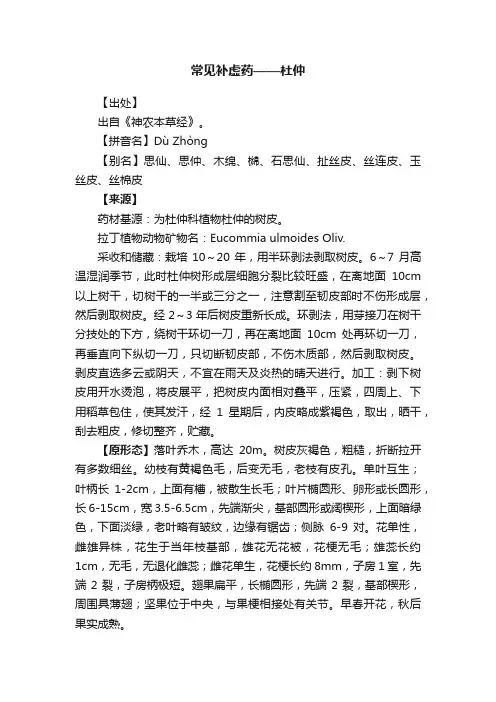 常见补虚药——杜仲