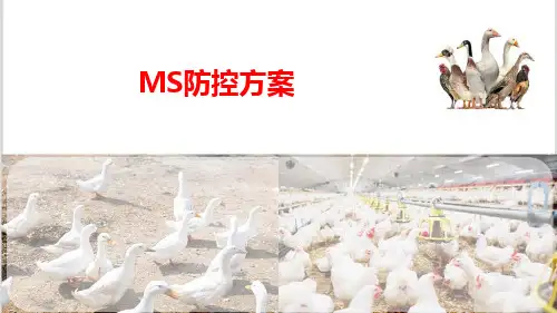 滑液囊支原体防控方案(禽病防治)