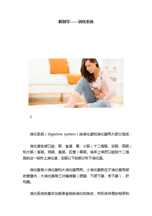 解剖学——消化系统