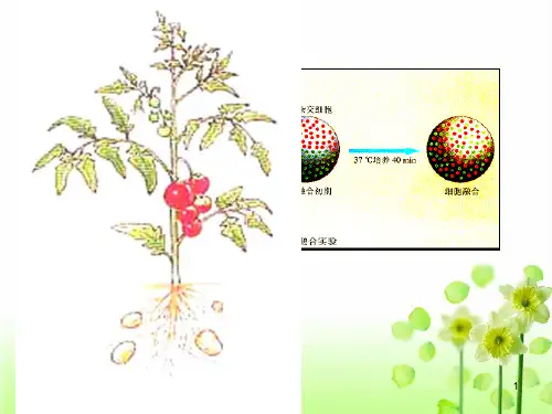 单克隆抗体(用)PPT