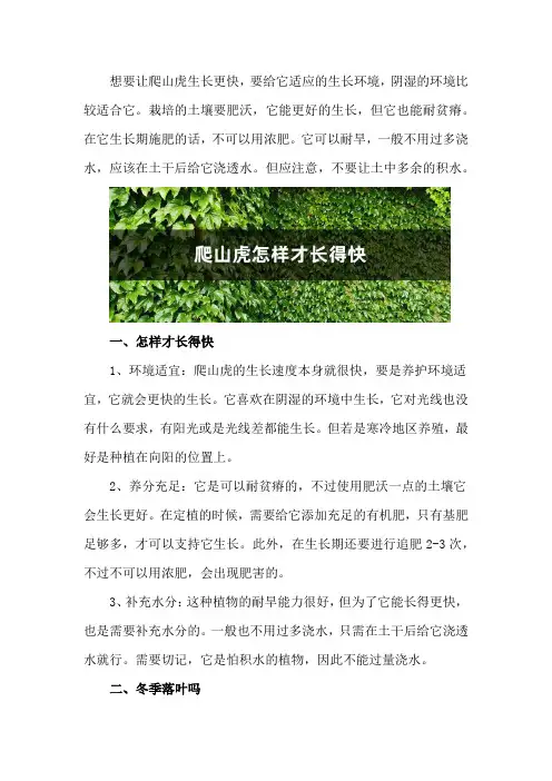 爬山虎怎样才长得快,冬季落叶吗
