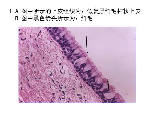 组织学与胚胎学实验测试课件1