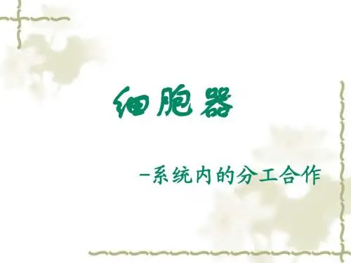 细胞器+课件(共16张PPT)