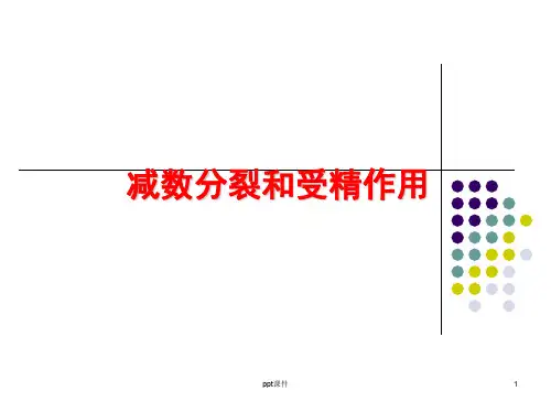 减数分裂(优质课)  ppt课件