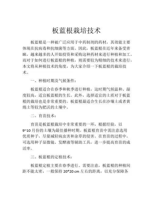 板蓝根栽培技术