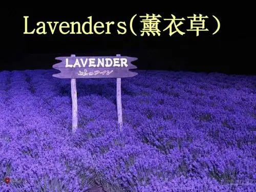 Lavenders1(薰衣草)
