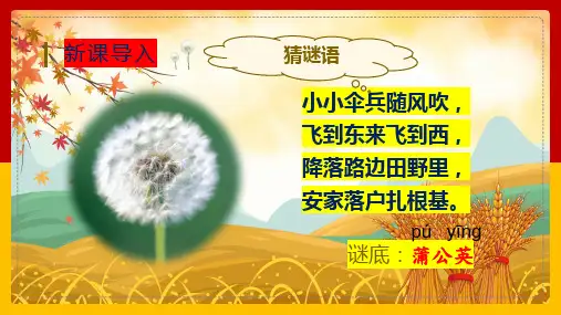 16.《金色的草地》第一课时课件(共32张PPT)