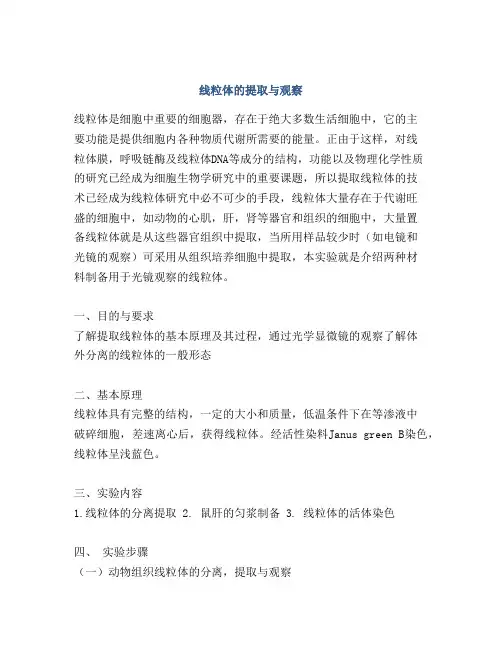 线粒体的提取与观察