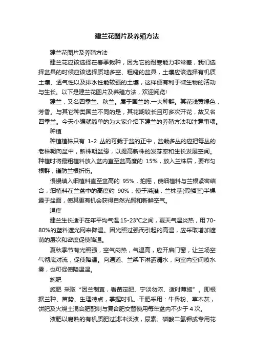 建兰花图片及养殖方法