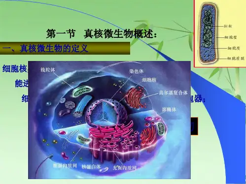 第二章  真核微生物(共78张PPT)