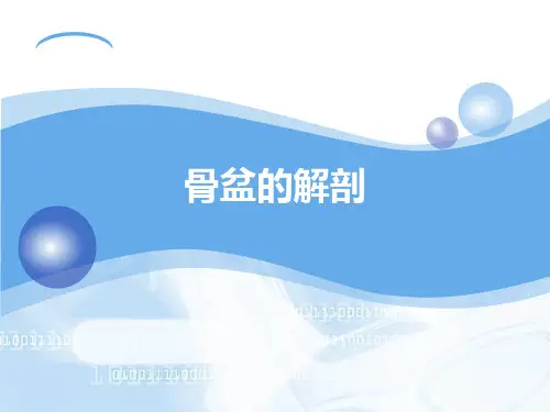 骨盆解剖