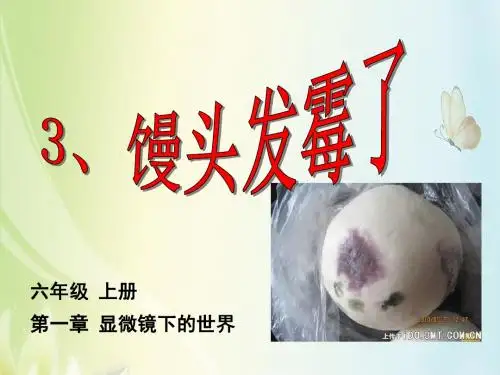 3、馒头发霉了    上课课件
