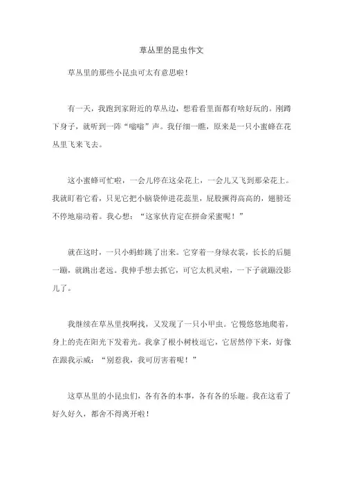 草丛里的昆虫作文