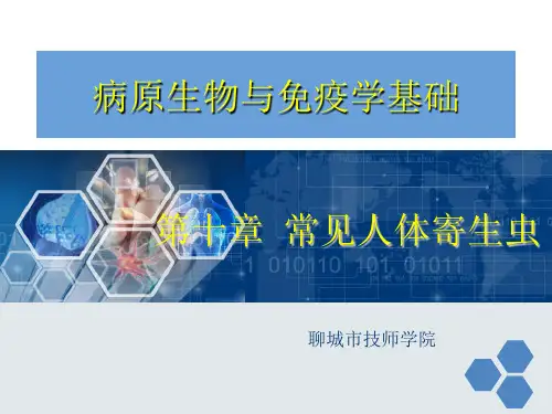 常见人体寄生虫PPT课件