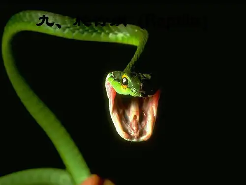 高中生物 普通动物学(四)爬行纲课件 精品