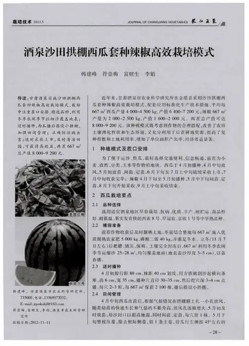 洒泉沙田拱棚西瓜套种辣椒高效栽培模式