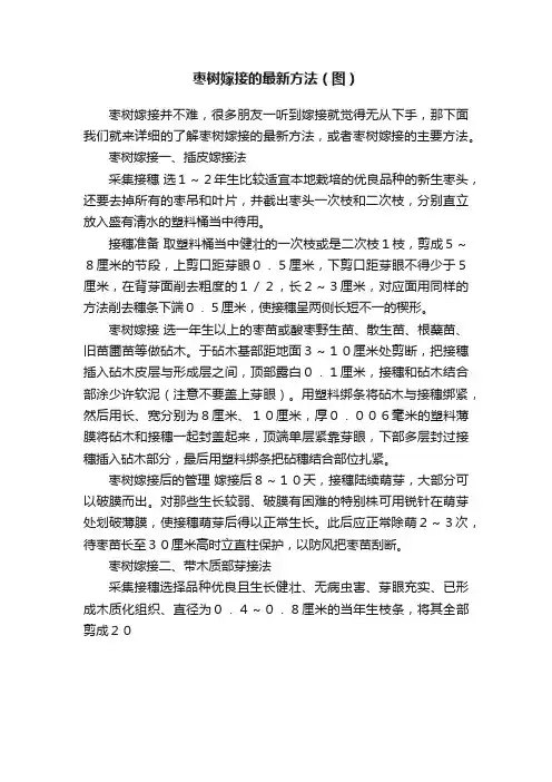 枣树嫁接的最新方法（图）