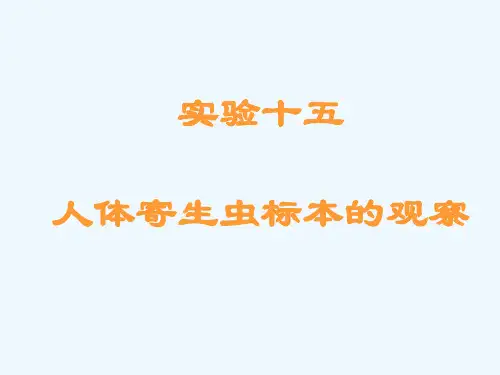 实验15人体寄生虫实验-医学蠕虫