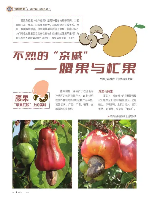 不熟的“亲戚”——腰果与杧果
