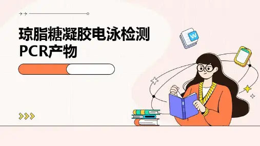 琼脂糖凝胶电泳检测PCR产物