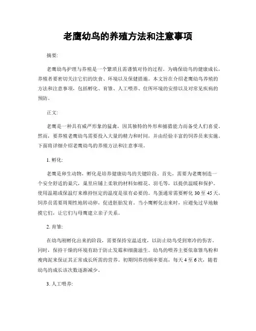 老鹰幼鸟的养殖方法和注意事项