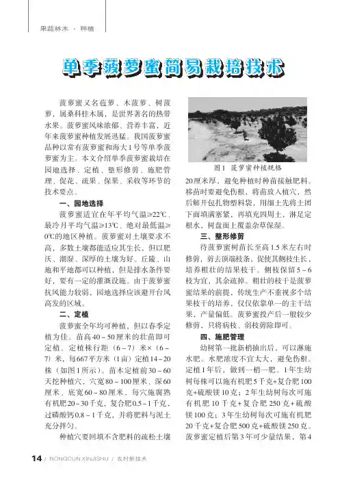 单季菠萝蜜简易栽培技术