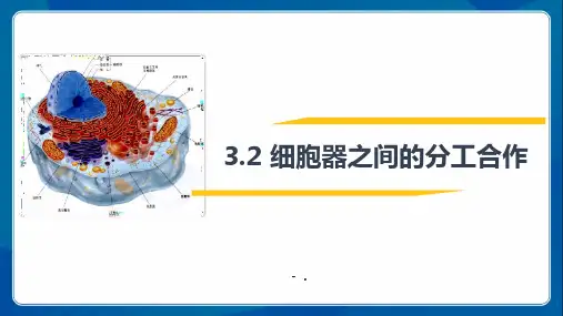 《细胞器之间的分工合作》细胞的基本结构PPT课件