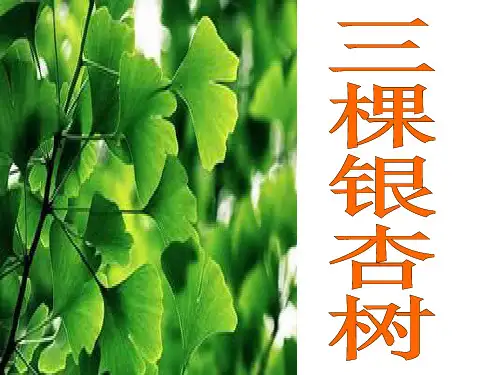 西师大版语文四上第一单元《三棵银杏树》课件2