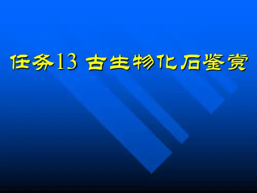 地质概论任务13-3-古生物化石鉴赏
