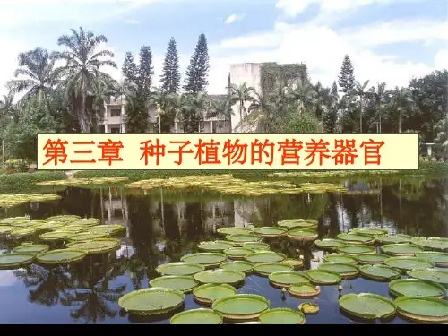 《植物学教学资料》第三章  营养器官-根