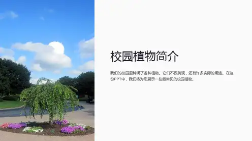 《校园植物简介》课件