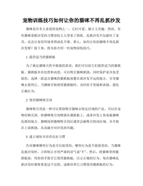 宠物训练技巧如何让你的猫咪不再乱抓沙发
