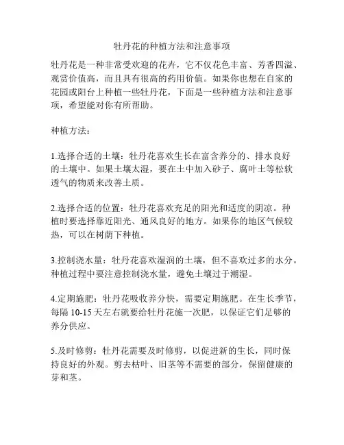 牡丹花的种植方法和注意事项
