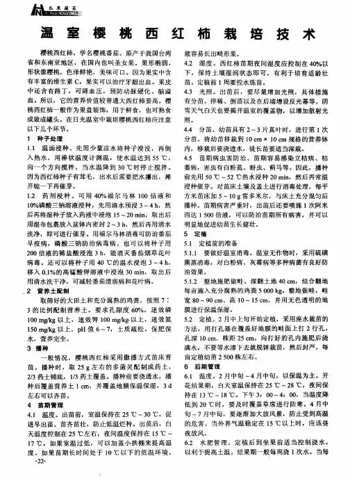 温室樱桃西红柿栽培技术