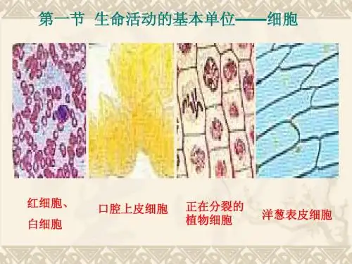 3.1生命活动的基本单位——细胞