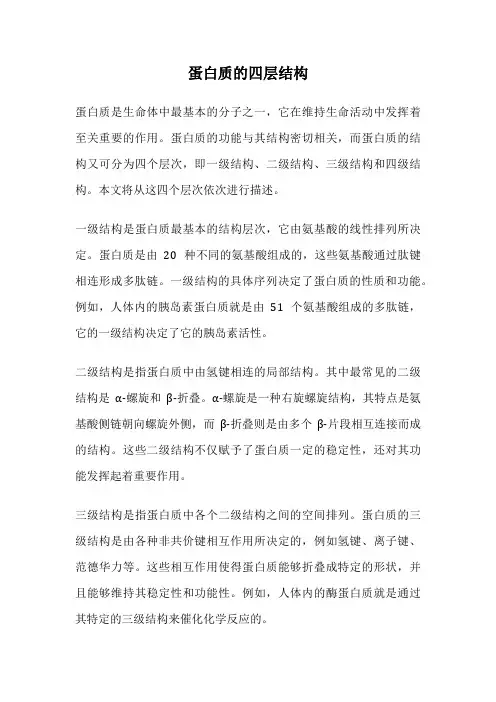 蛋白质的四层结构