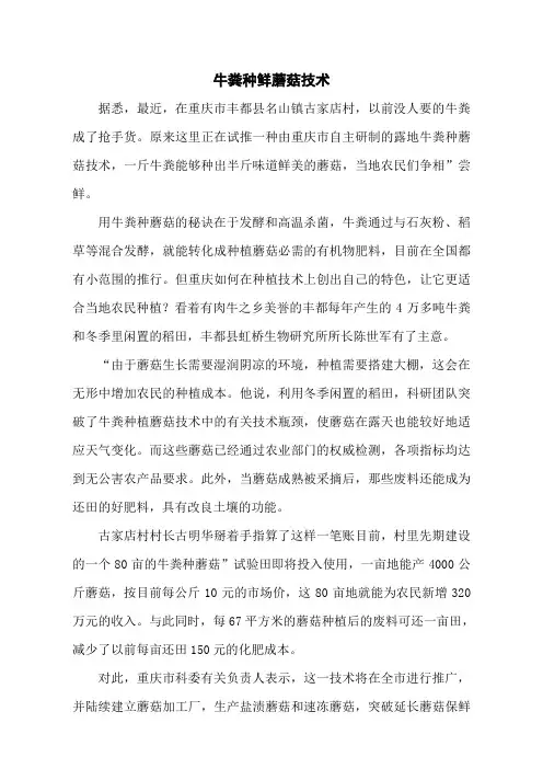 牛粪种鲜蘑菇技术