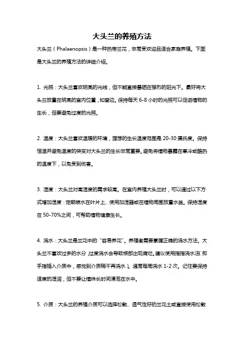 大头兰的养殖方法