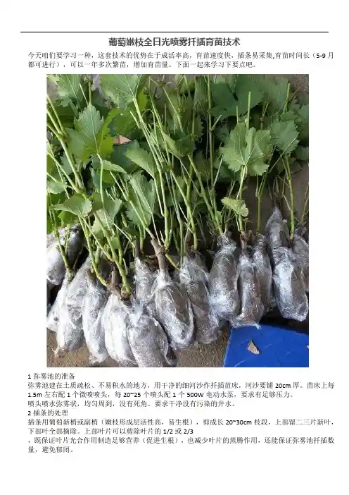 葡萄嫩枝全日光喷雾扦插育苗技术