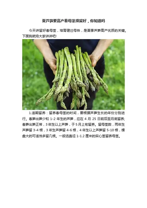 夏芦笋要高产春母茎须留好，你知道吗