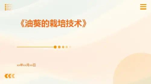 油葵的栽培技术