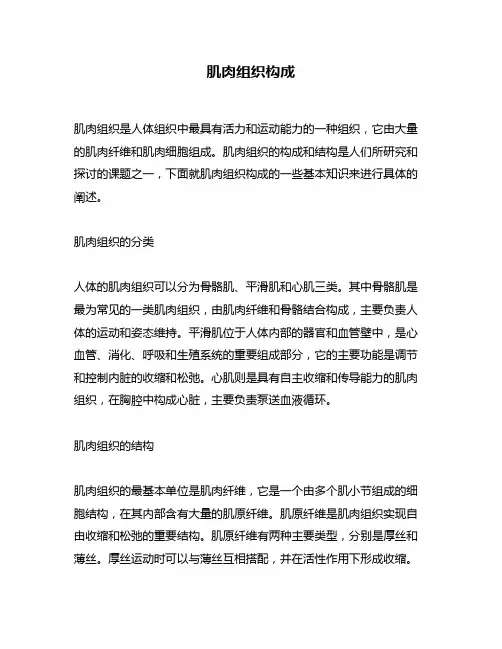 肌肉组织构成