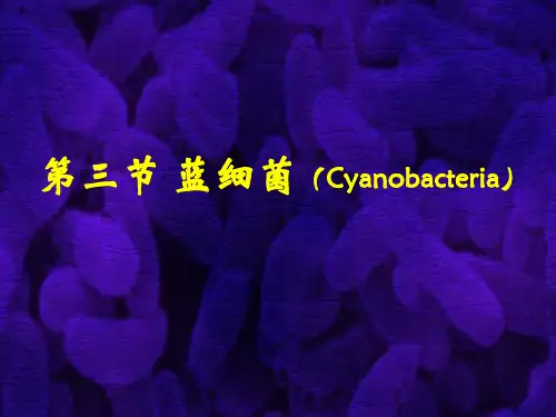 蓝细菌,枝原体立克次氏体和衣原体
