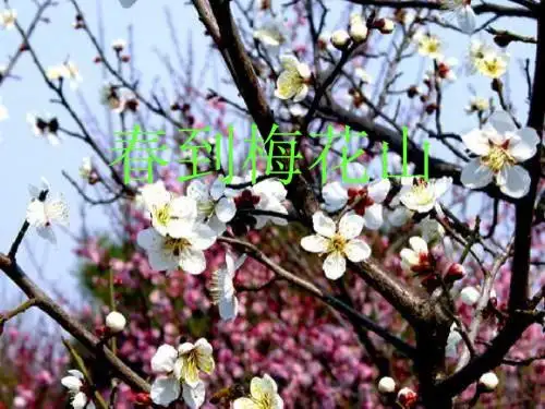 苏教版语文一下《春到梅花山》PPT课件4