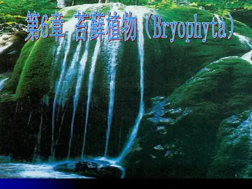 苔藓植物ppt课件